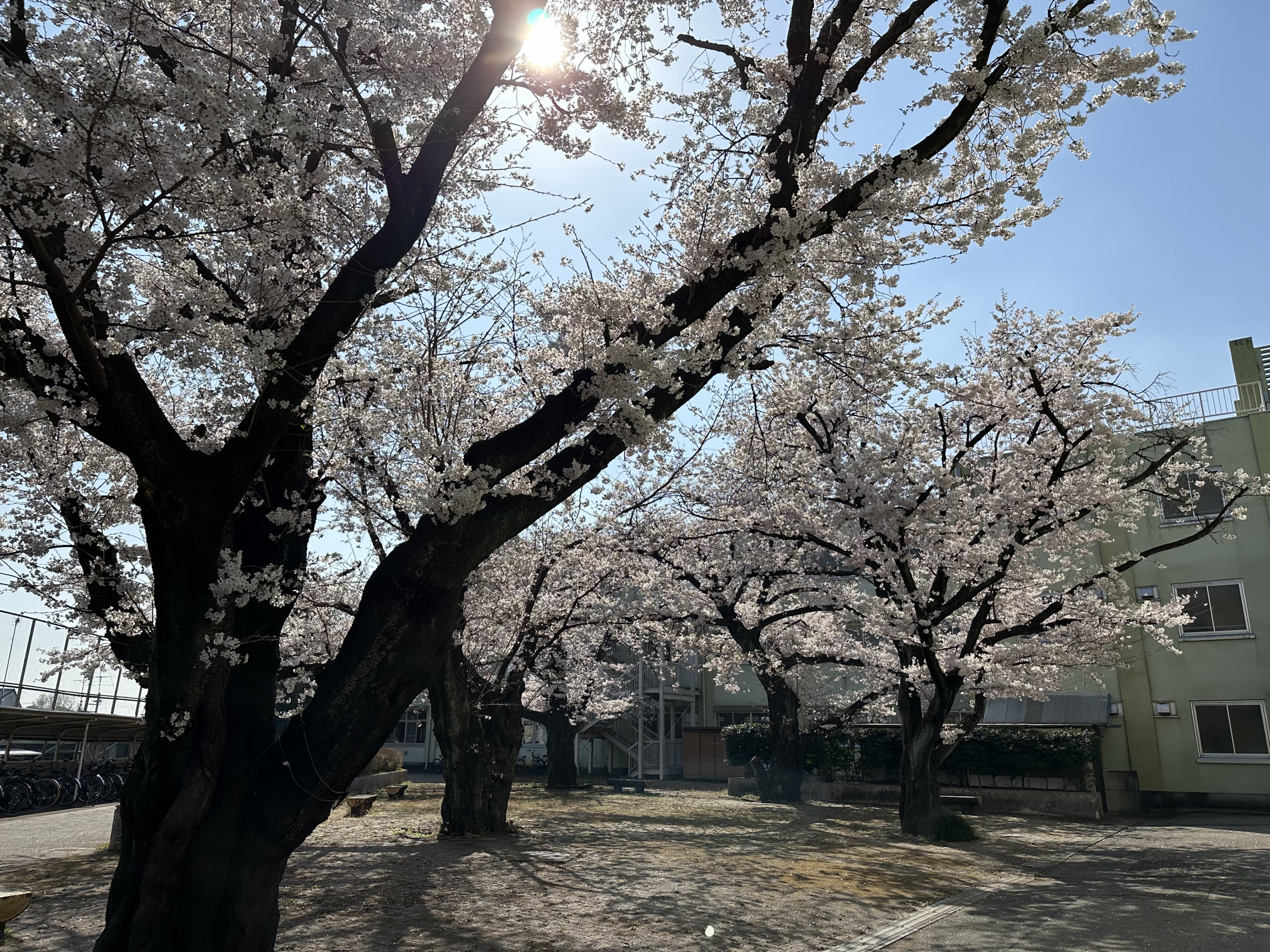 桜